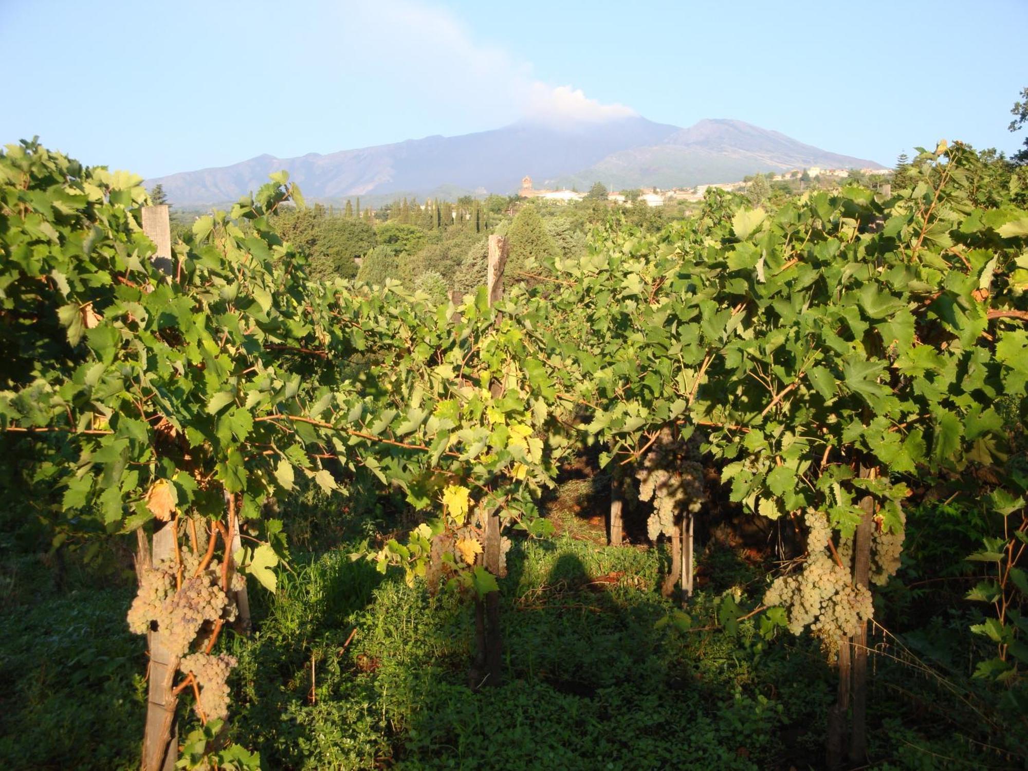 Villa Iolanda-Sive Natura Wine&House Giarre Buitenkant foto
