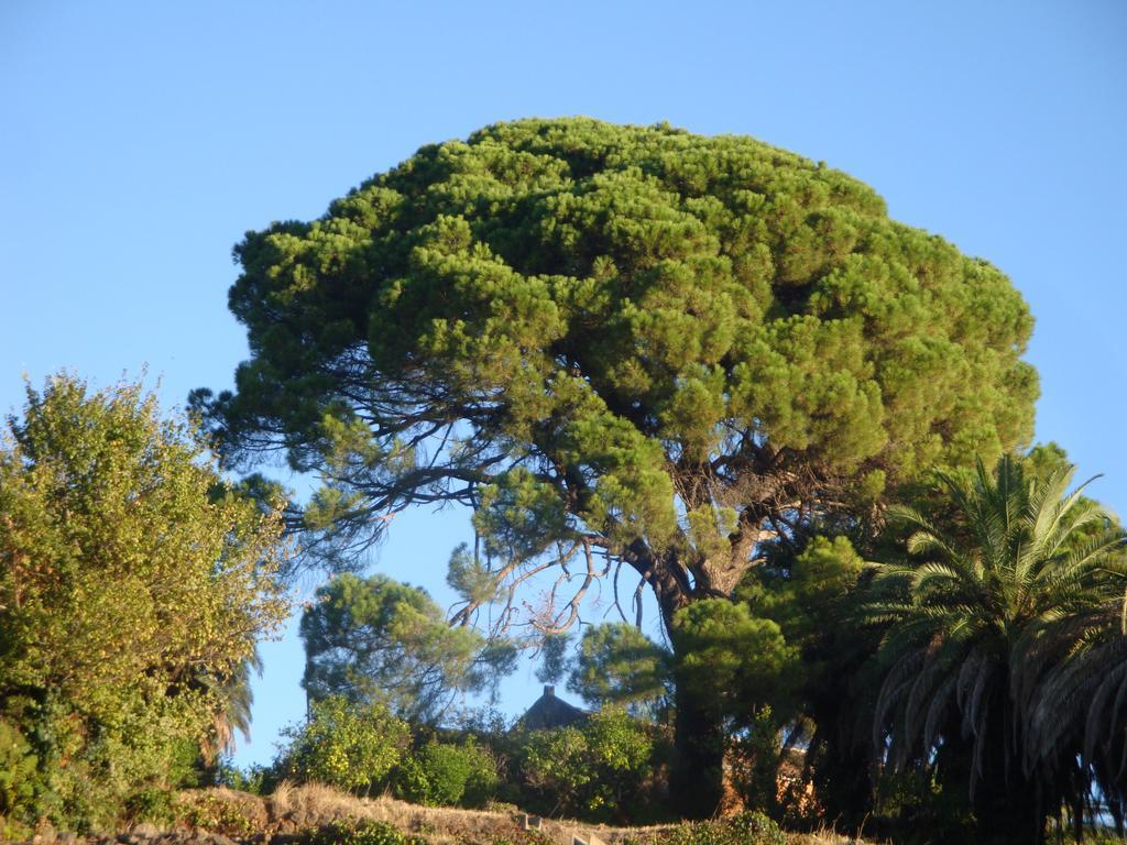 Villa Iolanda-Sive Natura Wine&House Giarre Buitenkant foto